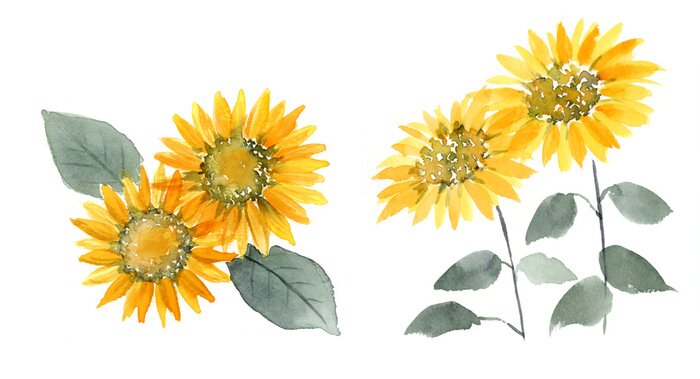 Poster Aquarel geeloranje zonnebloemen