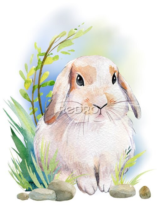 Poster Aquarel hangoor (konijn)