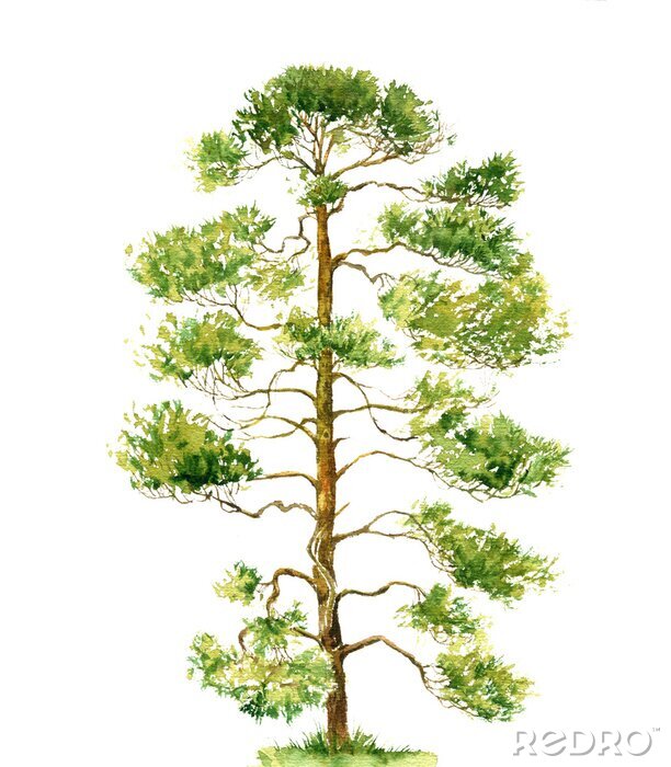Poster Aquarel schilderij van een dennenboom op een witte achtergrond