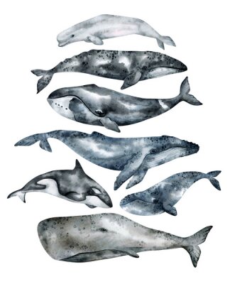 Poster Aquarel walvissen van verschillende soorten