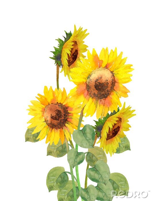 Poster Aquarel zonnebloemen met expressieve kleuren