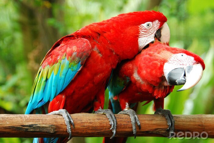 Poster Ara papegaaien