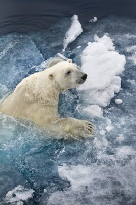 Poster Arctic bear (2)