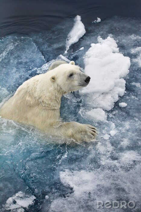 Poster Arctic bear (2)