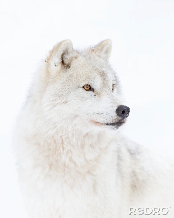 Poster Arctic wolf headshot isolated on white background closeup in the winter snow in Canada