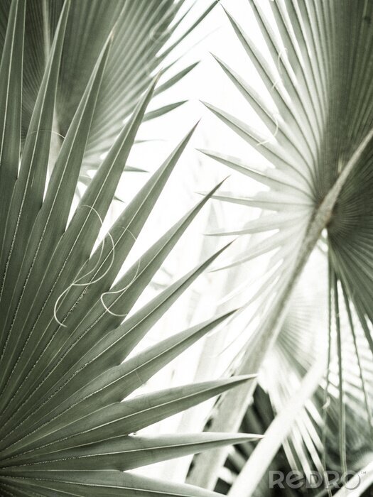 Poster Arty closeup picture of palm leaves, abstract pattern, nature background, retro toned poster