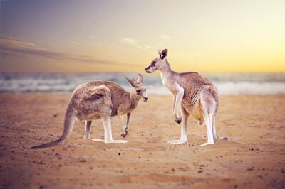 Australië en kangoeroes