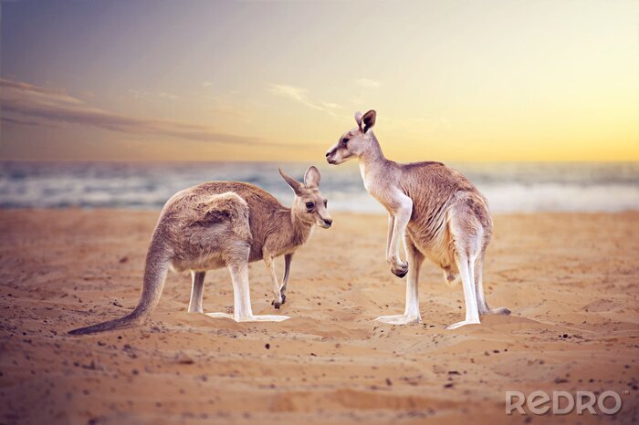 Poster Australië en kangoeroes