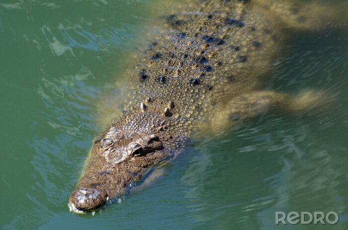 Poster Australische zoutwater krokodil