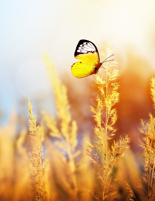 Poster Autumn and summer landscape. Yellow field and blue sky.