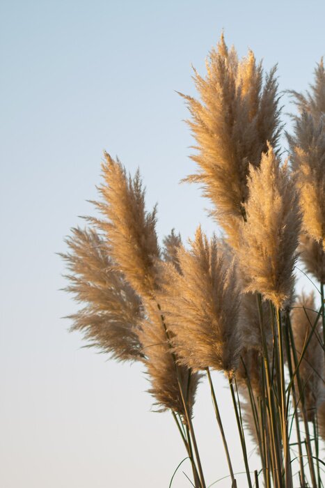 Poster Autumn colours with the snset in United Kingdom, Cheshire