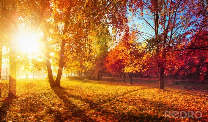 Poster Autumn Landscape. Fall Scene.Trees and Leaves in Sunlight Rays