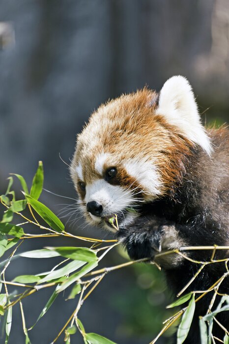 Poster Babypanda die bamboe eet