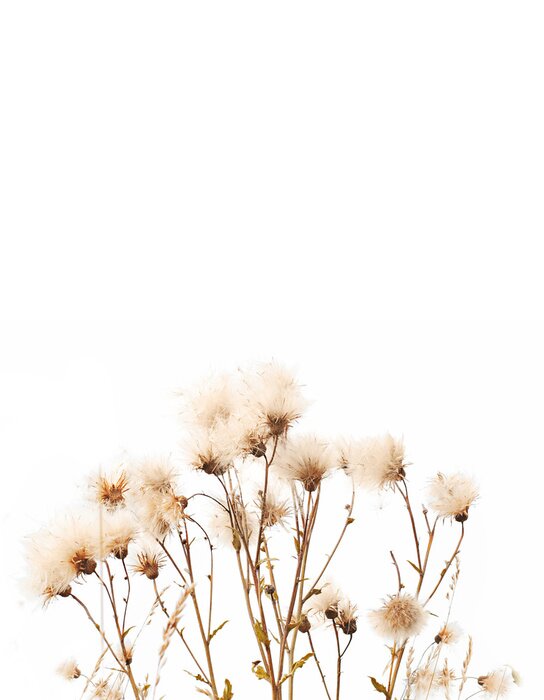 Poster Backgound of wild flowers and grass