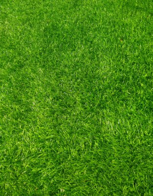 Poster background of green grass