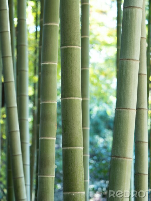 Poster Bamboe bladeren op groene achtergrond