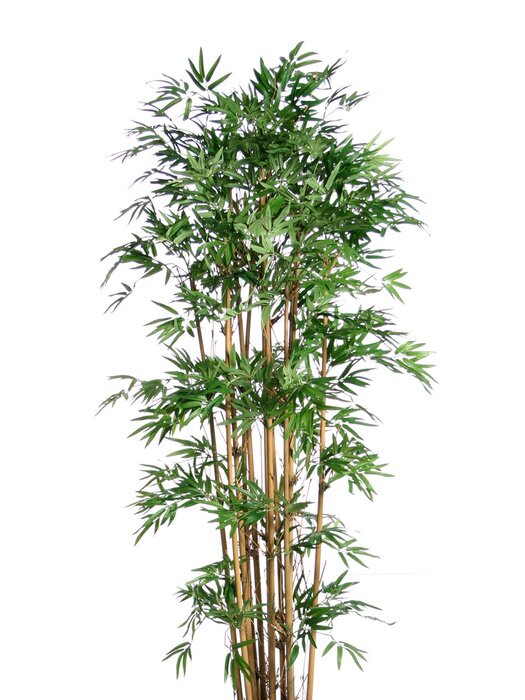 Poster Bamboe boom bladeren en stengels