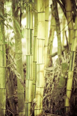 Poster Bamboe boom in het bos