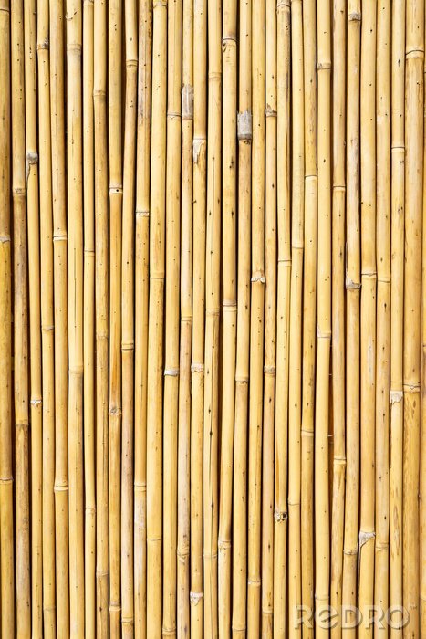 Poster Bamboe boom na bewerking