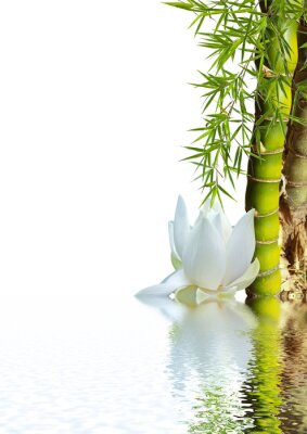 Bamboe en lotus op water