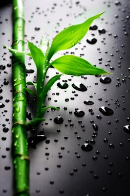 Bamboe en waterdruppels op een zwarte achtergrond