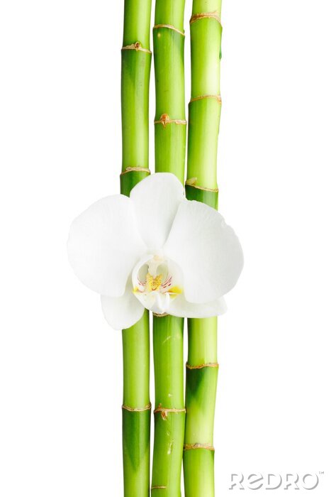 Poster Bamboe en witte orchidee