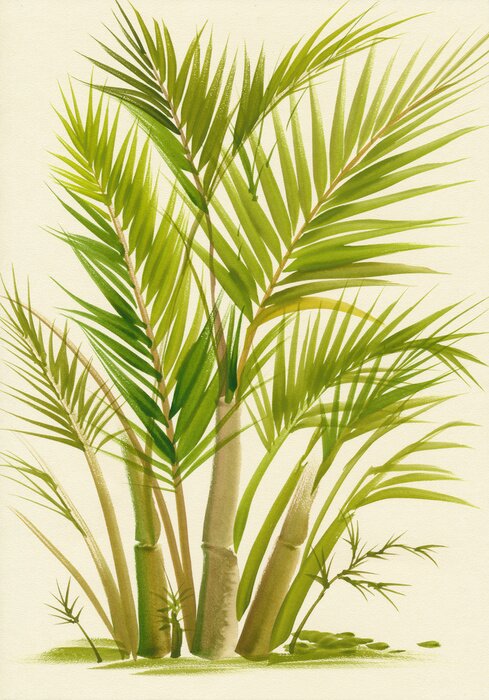 Poster Bamboe groeiend in bosjes