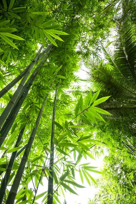 Poster Bamboe in het midden van het groene oerwoud