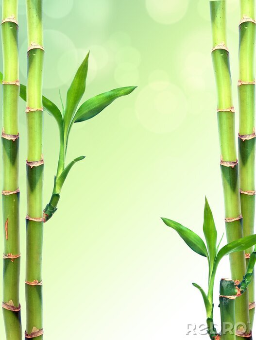 Poster Bamboe op groene achtergrond met onscherpe scène
