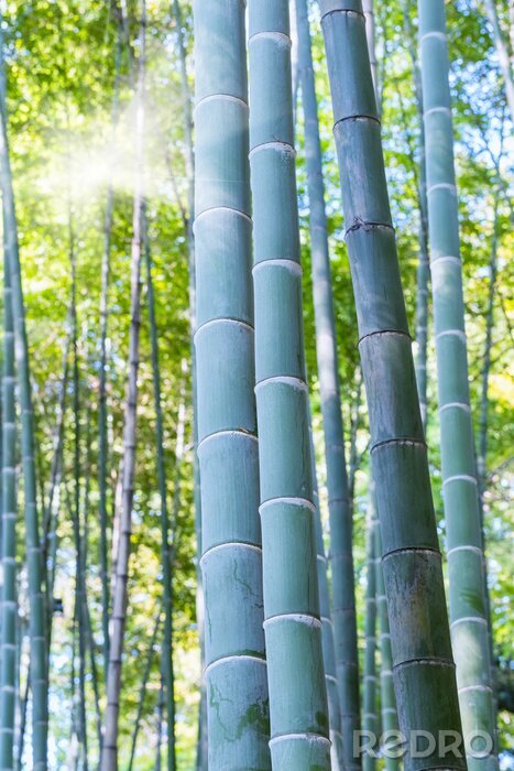 Poster Bamboe op groene achtergrond van sappige bladeren