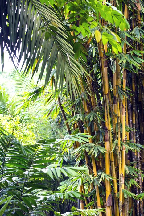 Poster Bamboe op groene achtergrond van varens