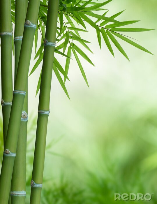 Poster Bamboe op onscherpe groene achtergrond
