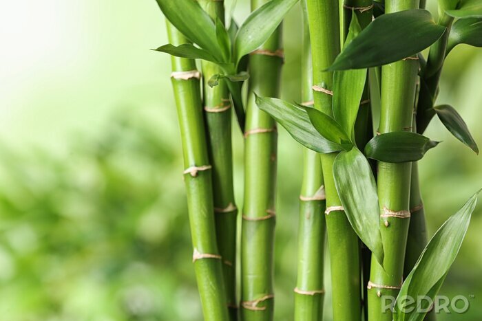 Poster Bamboe planten op een groene achtergrond
