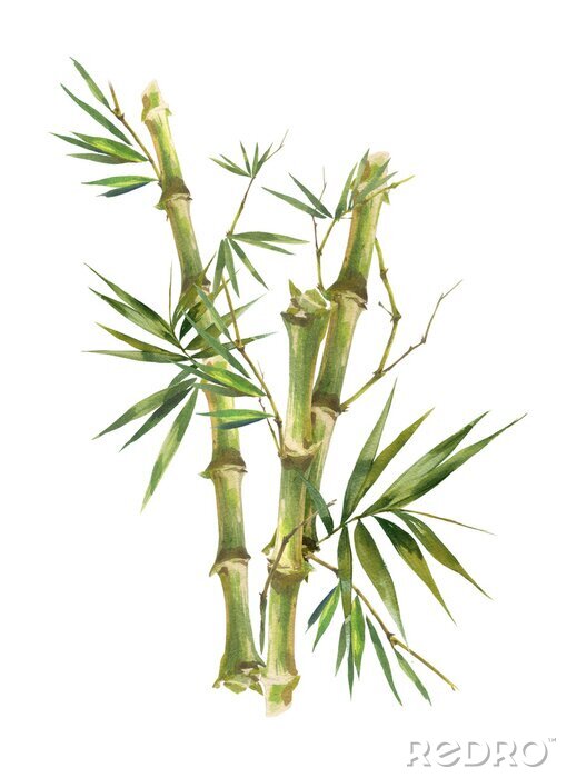 Poster Bamboe stengels met bladeren in illustratie