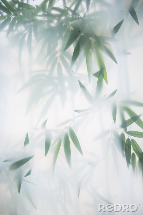 Poster Bamboebladeren verborgen in mist