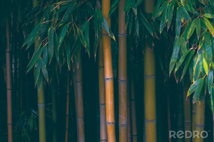 Poster Bamboeboom met verschillende kleuren stengels