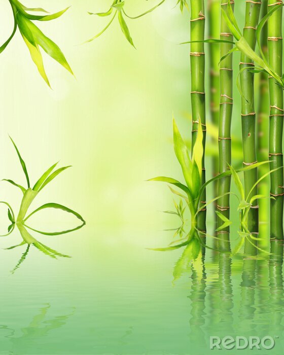 Poster Bamboeplanten op groene achtergrond