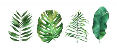 Poster Banaan, monstera en palmbladeren in aquarel