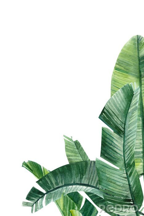 Poster Bananenbladeren gearceerd met tinten groen