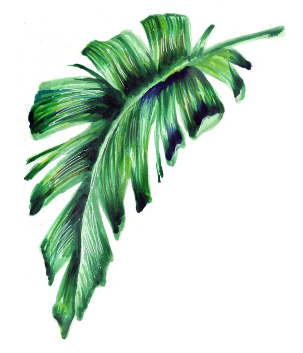 Poster Bananenbladtekening op een witte achtergrond