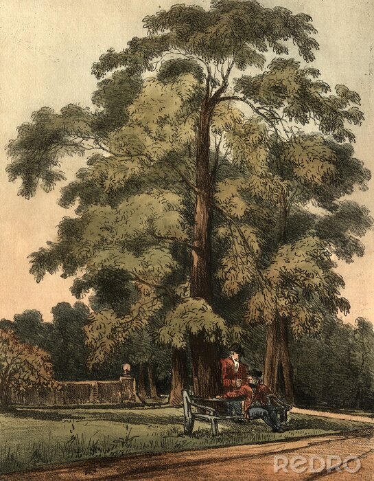 Poster Bankje onder de boom tekening in retro stijl