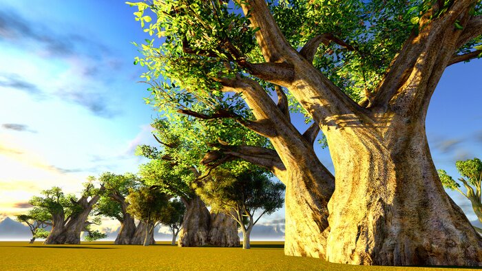 Poster Baobabs verlicht door de stralen van de zon