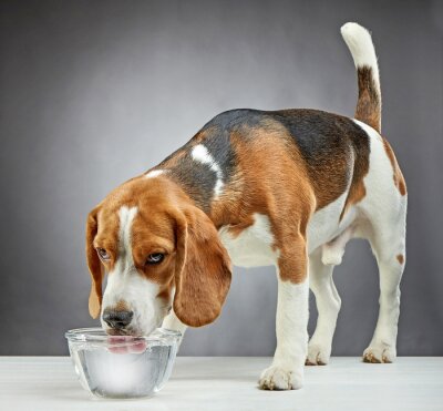 Beagle hond drinkt water