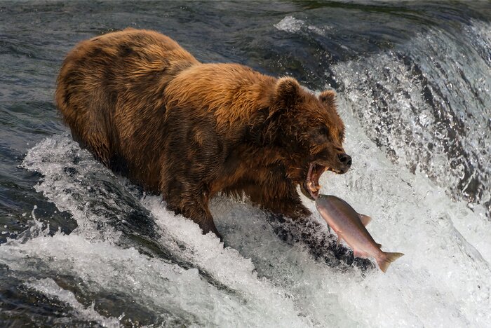 Poster Bear about to catch salmon in mouth