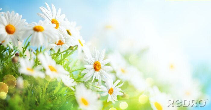 Poster Beautiful chamomile flowers in meadow. Spring or summer nature scene with blooming daisy in sun flares.
