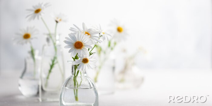 Poster Beautiful daisy flowers in glass vases on light background. Floral composition in home interior.