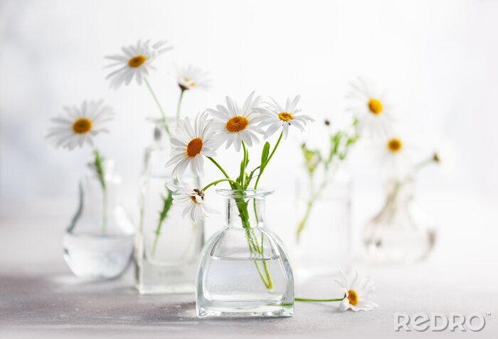 Poster Beautiful daisy flowers in glass vases on light background. Floral composition in home interior.