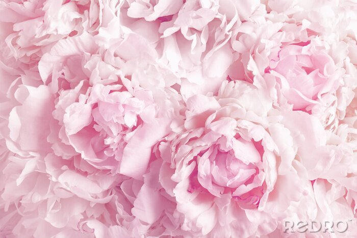 Poster Beautiful floral background from pink peonies. Tender flowers petals in vintage toned.