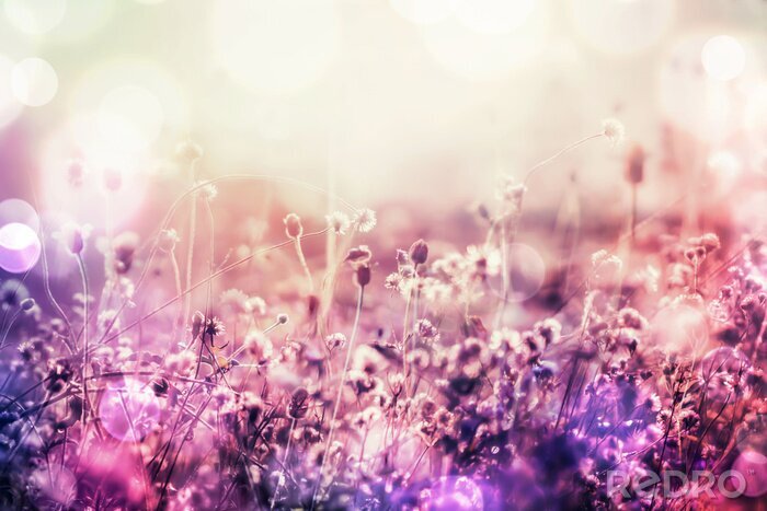 Poster beautiful grass flower meadow in soft pink romance background with light leaks in the morning