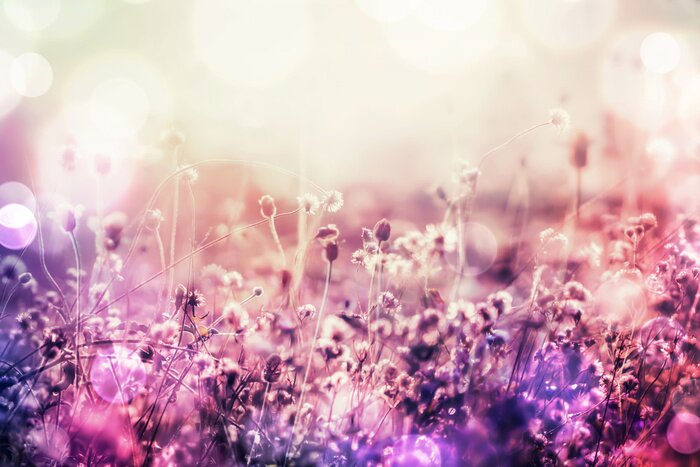 Poster beautiful grass flower meadow in soft pink romance background with light leaks in the morning